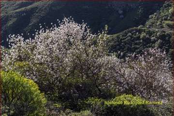 Manto de tonos blancos y rosas en Gran Canaria (Reportaje gráfico de Ildefonso Rodríguez)